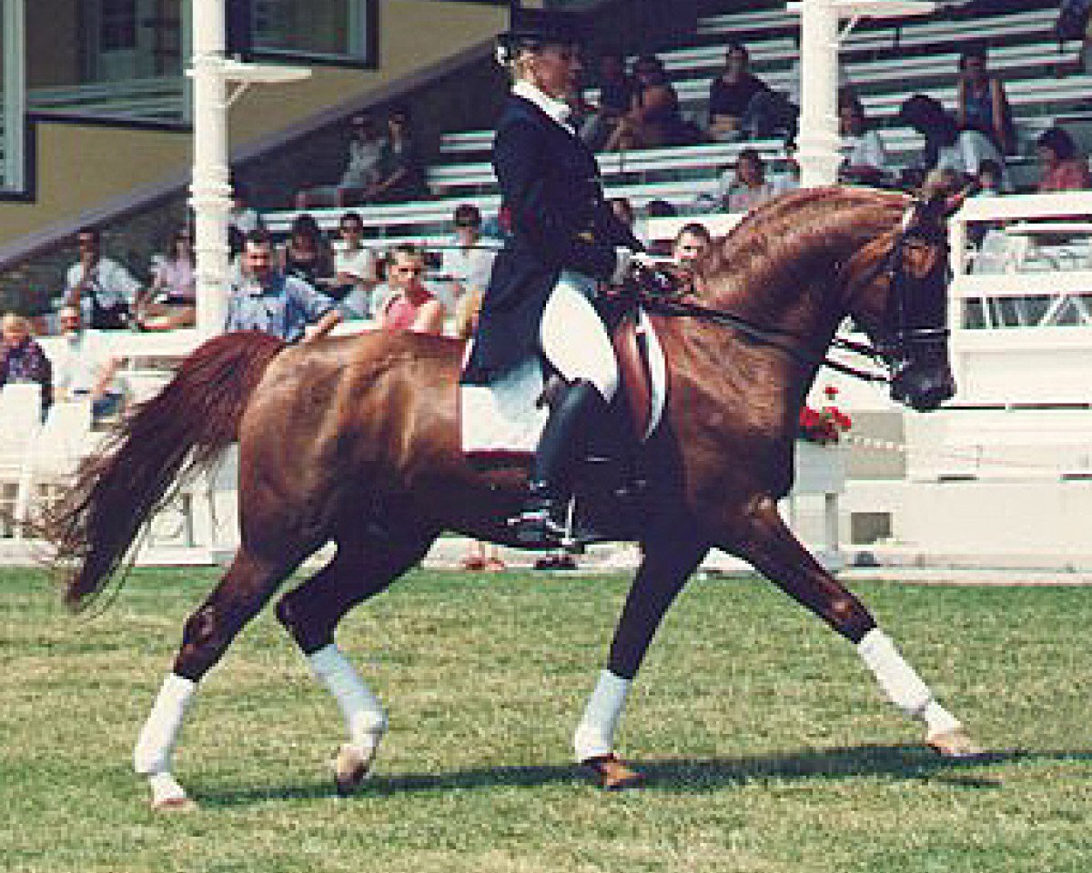 stallion Gomel ox (Arabian purebred, 1984, from Peleng 1978 ox)