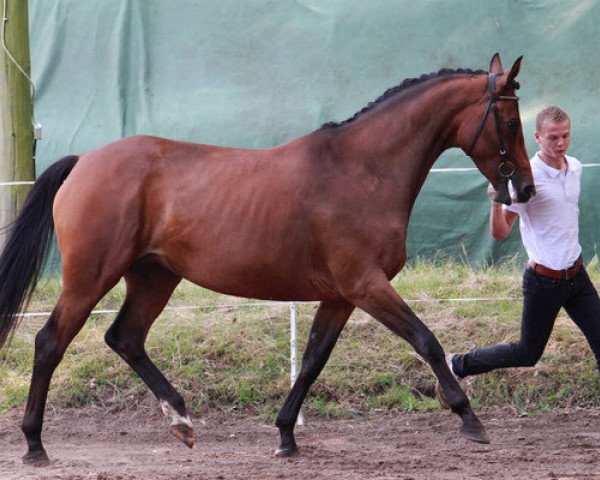 broodmare Traumpartie (Trakehner, 2010, from Königsmarck)