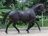 broodmare Traumliebe (Trakehner, 1999, from Caprimond)