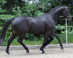 broodmare Traumliebe (Trakehner, 1999, from Caprimond)