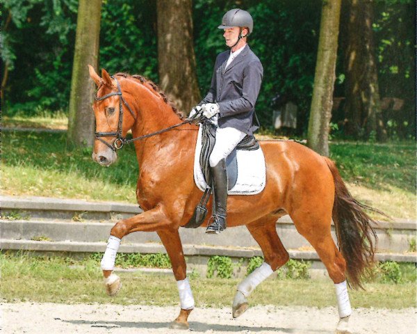 dressage horse Viactino (Rhinelander, 2013, from Vitalis)