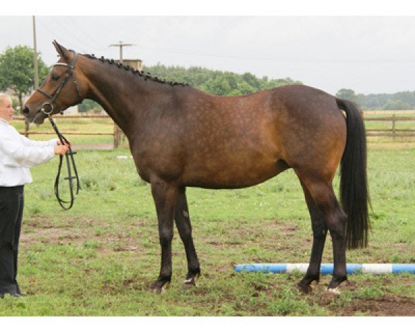 broodmare Isis XXI (Trakehner, 2003, from Sarafan)