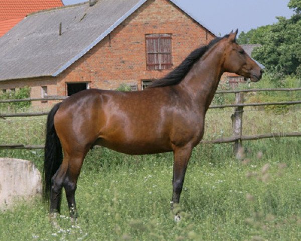 broodmare Impala/T. (Trakehner, 2002, from Sarafan)