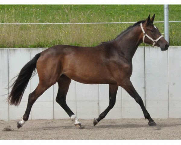 broodmare Herbstsonne (Trakehner, 2012, from Cadeau)