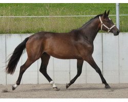 Zuchtstute Herbstsonne (Trakehner, 2012, von Cadeau)