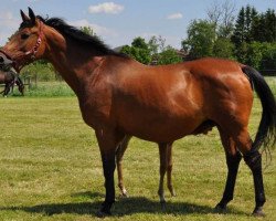 broodmare Kassaried (Trakehner, 1992, from Salazar)