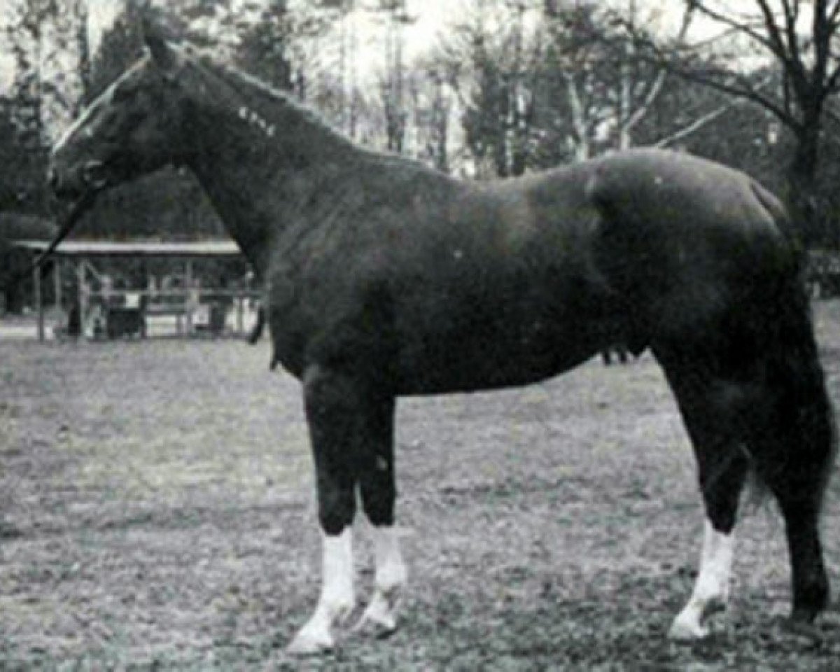 Deckhengst Brennus (Selle Français, 1967, von Nostradamus)