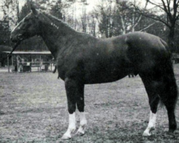 stallion Brennus (Selle Français, 1967, from Nostradamus)