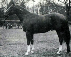 Deckhengst Brennus (Selle Français, 1967, von Nostradamus)