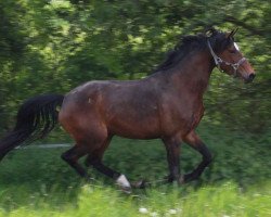 Pferd Percolina (Trakehner, 2006, von Pricolino)