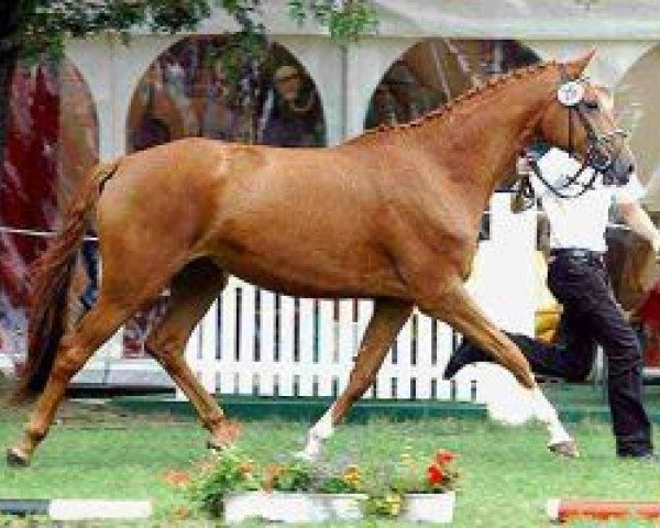 broodmare Persiflaya (Trakehner, 2004, from Freudenfest)