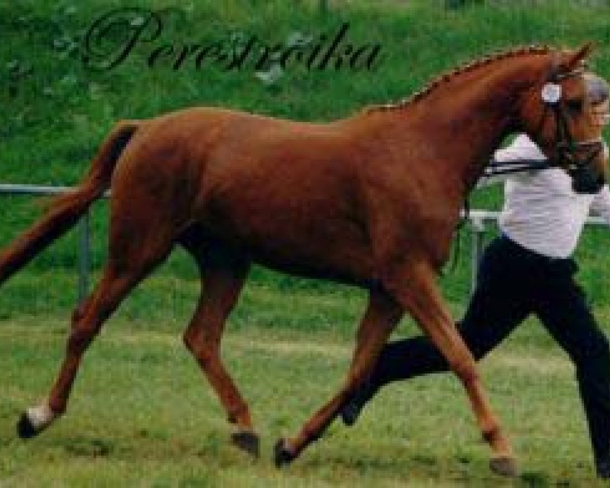 broodmare Perestroika (Trakehner, 1988, from Mumpitz)