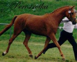 broodmare Perestroika (Trakehner, 1988, from Mumpitz)