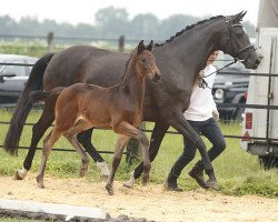 Springpferd Roosevelt (Trakehner, 2016, von Berlusconi)