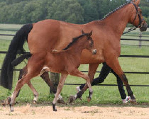 broodmare Rockafina (Trakehner, 2015, from Windsor)