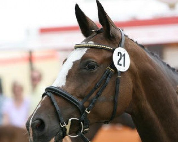 broodmare Miss Marple II (Trakehner, 2000, from Buddenbrock)