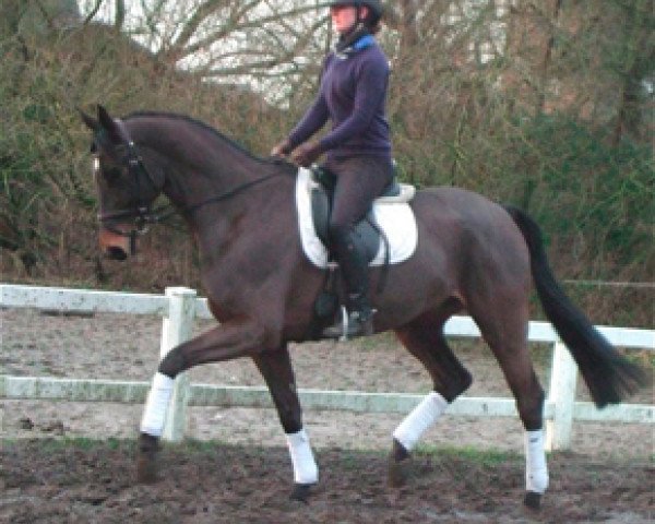 dressage horse Kenzo 59 (Trakehner, 2008, from Ballzauber)