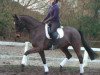 dressage horse Kenzo 59 (Trakehner, 2008, from Ballzauber)