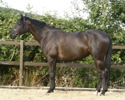 broodmare Karmelie (Trakehner, 2002, from King Arthur TSF)