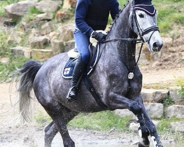 dressage horse Trussardi 7 (Trakehner, 2008, from Handryk)