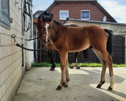 dressage horse Harley P (German Riding Pony, 2021, from Halifax)