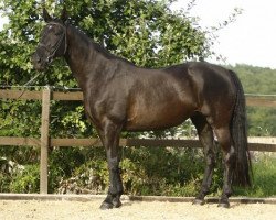 broodmare Toscana XIII (Trakehner, 1989, from Arsenal DH 272)