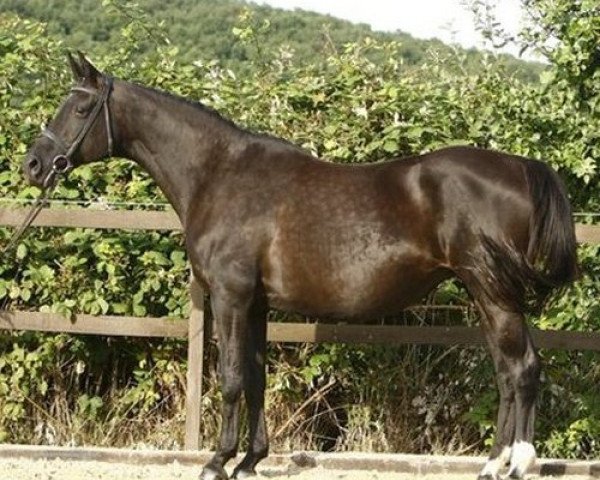 broodmare Apart (Trakehner, 1991, from Marduc)