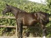 broodmare Apart (Trakehner, 1991, from Marduc)