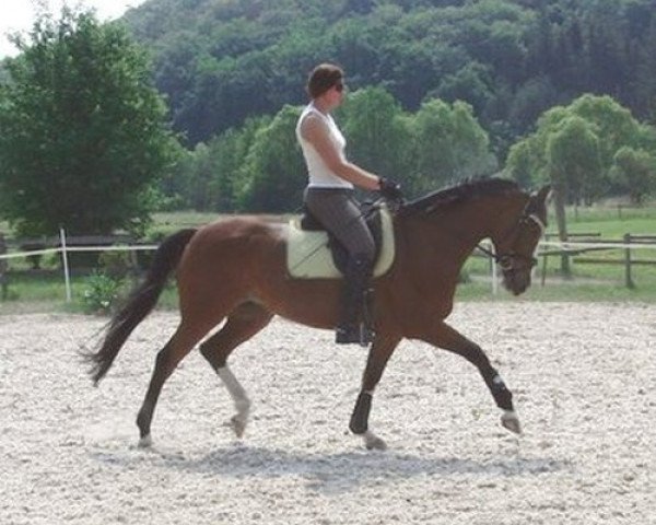 dressage horse Illuminati (Trakehner, 2002, from Latimer)