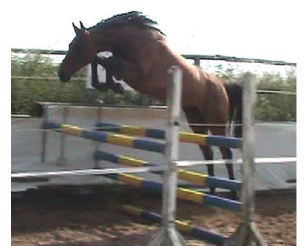 horse Rumina Z (Zangersheide riding horse, 2003, from Rebel Z II)