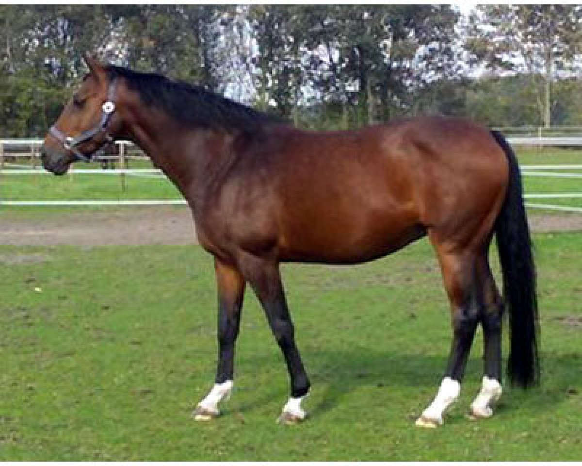 Zuchtstute Caesarea Z (Zangersheide Reitpferd, 2001, von Caretano Z)