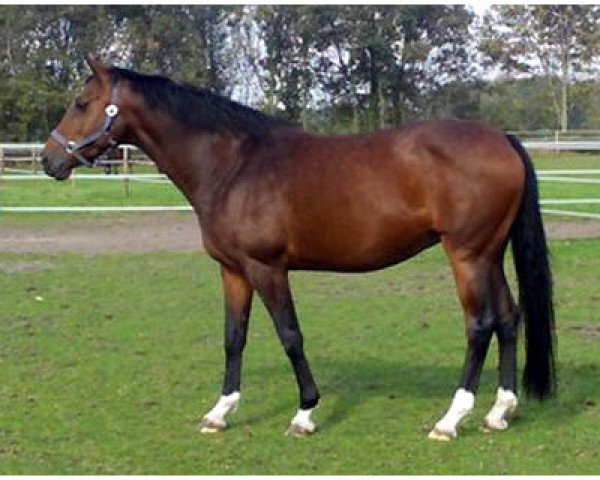 broodmare Caesarea Z (Zangersheide riding horse, 2001, from Caretano Z)