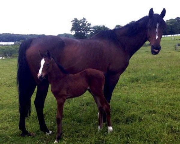 broodmare Rebellin (Holsteiner, 2001, from Exorbitant xx)