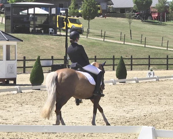 FEI Reitturnier Leudelange (LUX) 2019