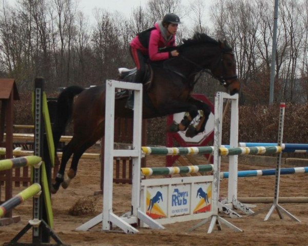 Springpferd Zherline (Holsteiner, 2007, von Cristo)