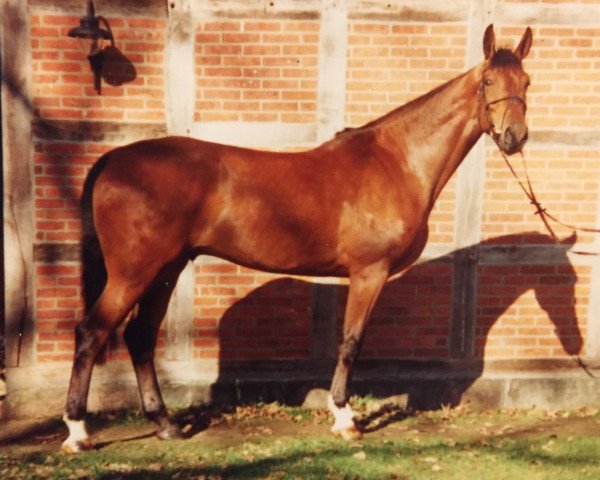 Springpferd Loriot (KWPN (Niederländisches Warmblut), 1991, von Landjonker (Fruhling))