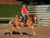 dressage horse Koos Pimmetje (Welsh Mix, 2008)