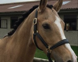 Dressurpferd Je t'aime (Nederlands Rijpaarden en Pony, 2008, von FS Champion de Luxe)