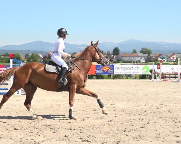 Reitturnier Möhlin 2019