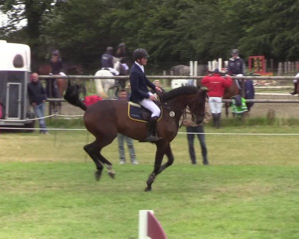 Reitturnier Hanerau-Hademarschen 2019
