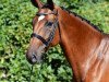 broodmare Hulapalu Chaspara (Oldenburg show jumper, 2008, from Chacco-Blue)