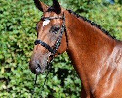 broodmare Hulapalu Chaspara (Oldenburg show jumper, 2008, from Chacco-Blue)