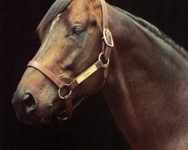 stallion Procida xx (Thoroughbred, 1981, from Mr. Prospector xx)