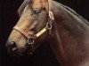 stallion Procida xx (Thoroughbred, 1981, from Mr. Prospector xx)