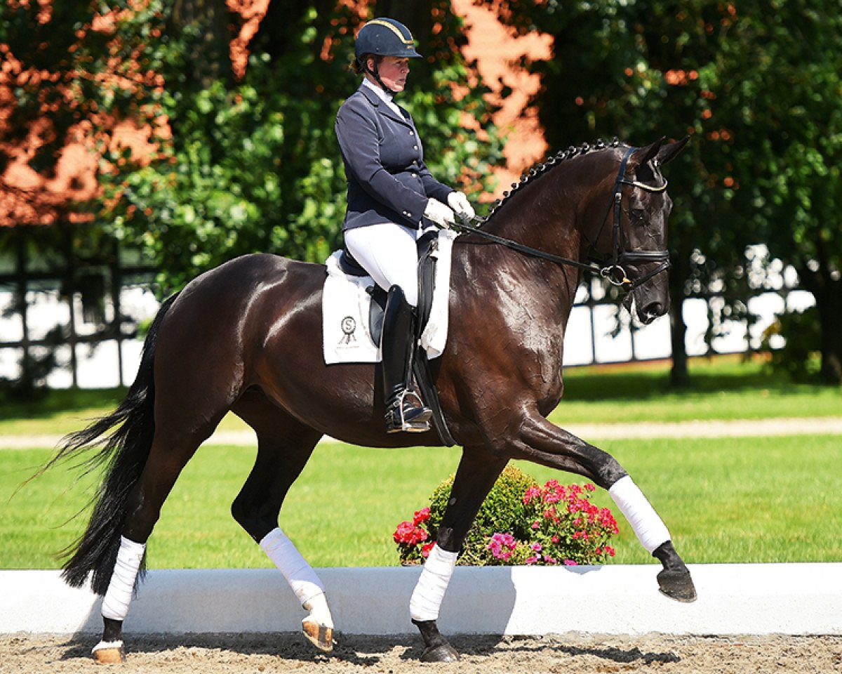 Dressurpferd Zaubermaus 27 (Oldenburger, 2012, von Zonik)