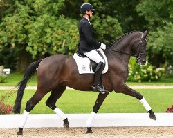 dressage horse Dezzy Time (Hanoverian, 2010, from Desperados FRH)