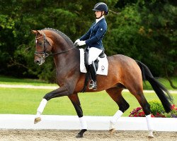 dressage horse Belmore 2 (Westphalian, 2012, from Belissimo NRW)