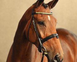 dressage horse Lando 351 (Hanoverian, 2010, from Londontime)