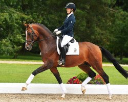 stallion Bellamy (Hanoverian, 2013, from Callaho's Benicio)