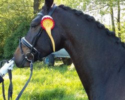 dressage horse Falke 170 (Westphalian, 2010, from Flanagan)